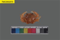 藏品(細點圓趾蟹)的圖片